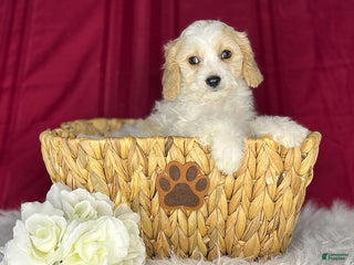 Cavachon dogs Athenia - Ad 5