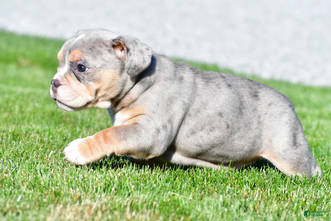 Beabull dogs for sale: Jasmine - Ad 8