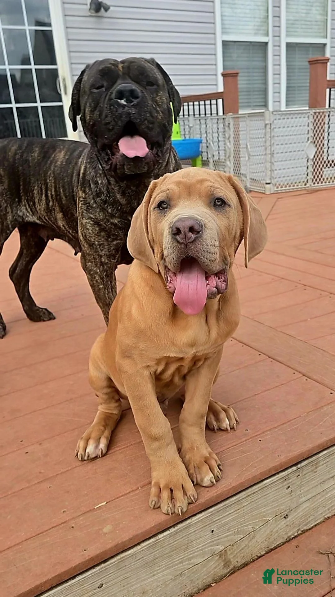 Cane Corso dogs for sale: Cane Corso 1 - Ad 2