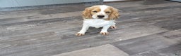 Cocker Spaniel dogs for sale: Spencer - Ad 3