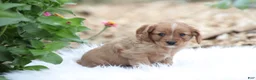 Cavapoo dogs for sale: Tosco - Ad 3