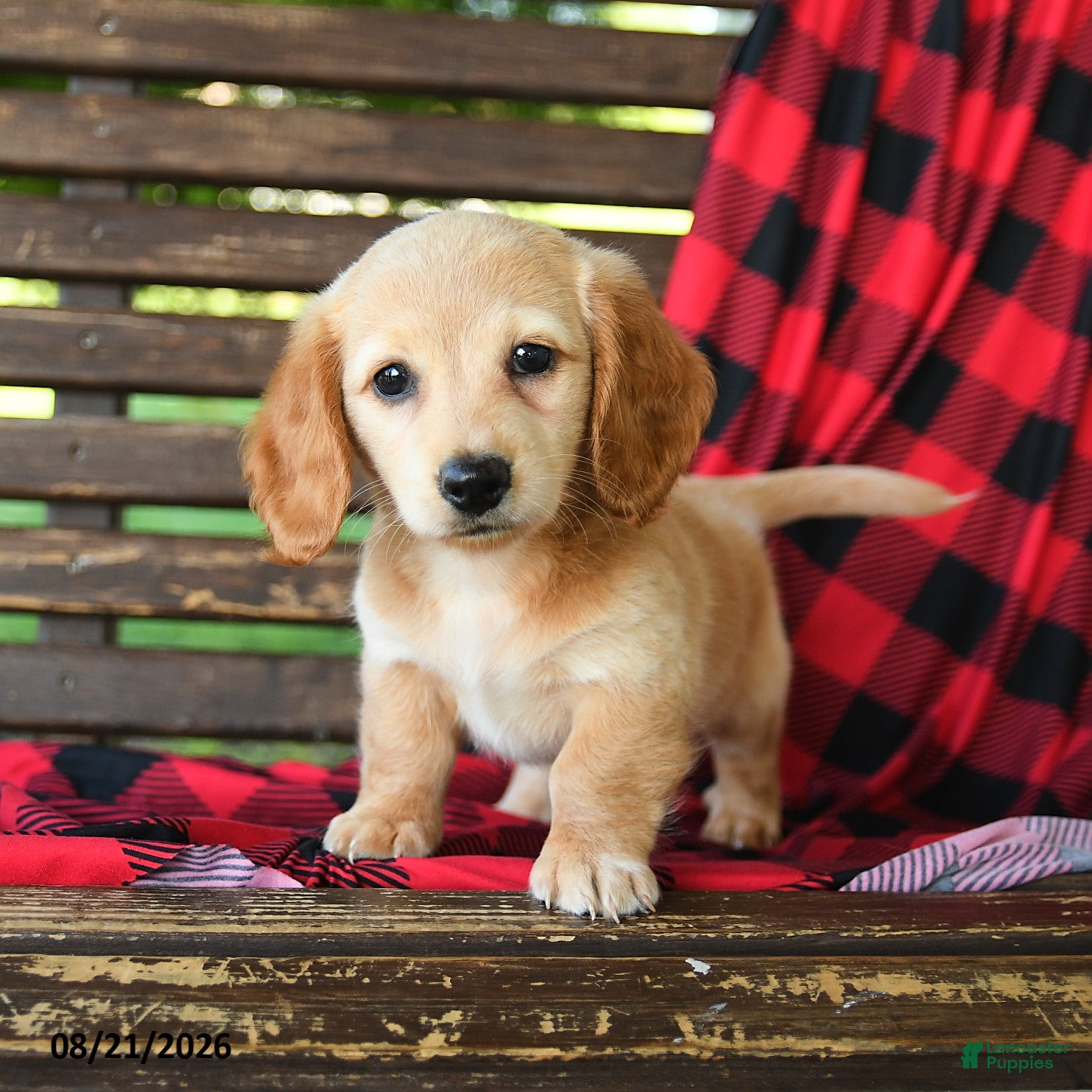 Miniature Dachshund dogs for sale: Justin - Ad 1