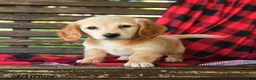 Miniature Dachshund dogs for sale: Justin - Ad 1