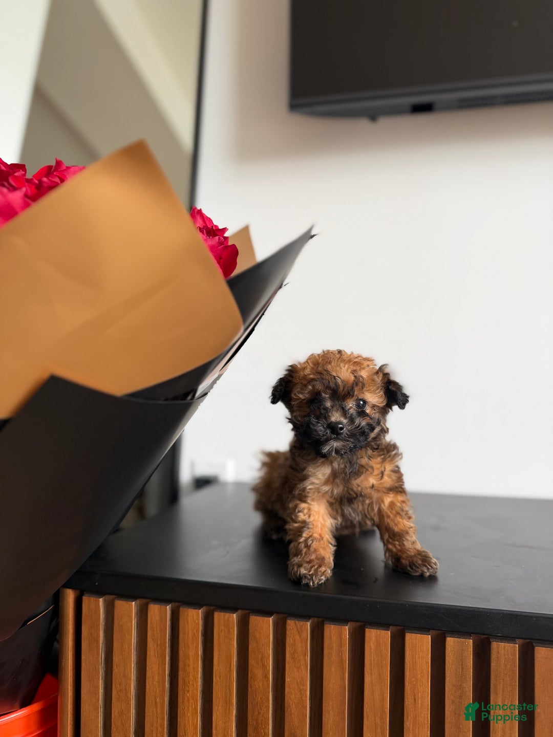 Toy Poodle dogs for sale: Teacup 4-5lbs - Ad 2