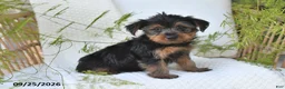Yorkshire Terrier dogs for sale: Nico - Ad 3