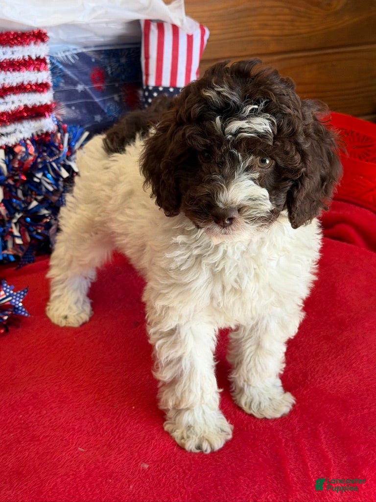 Mini Goldendoodle dogs Eva - Ad 13