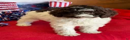 Mini Goldendoodle dogs for sale: Eva - Ad 1