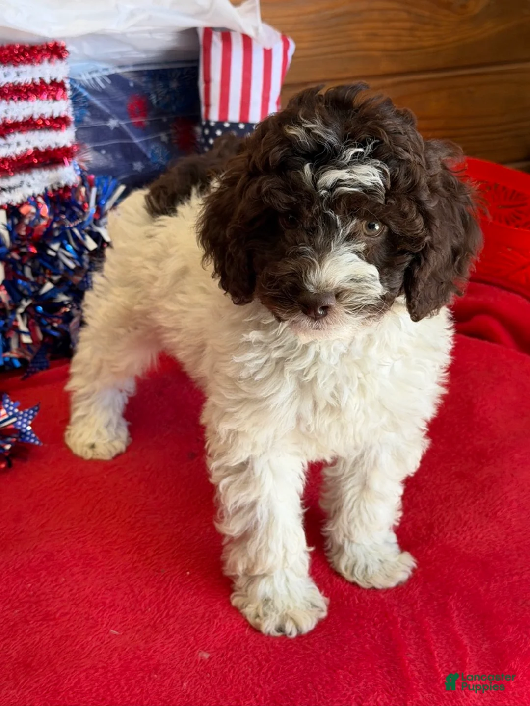Mini Goldendoodle dogs for sale: Eva - Ad 1