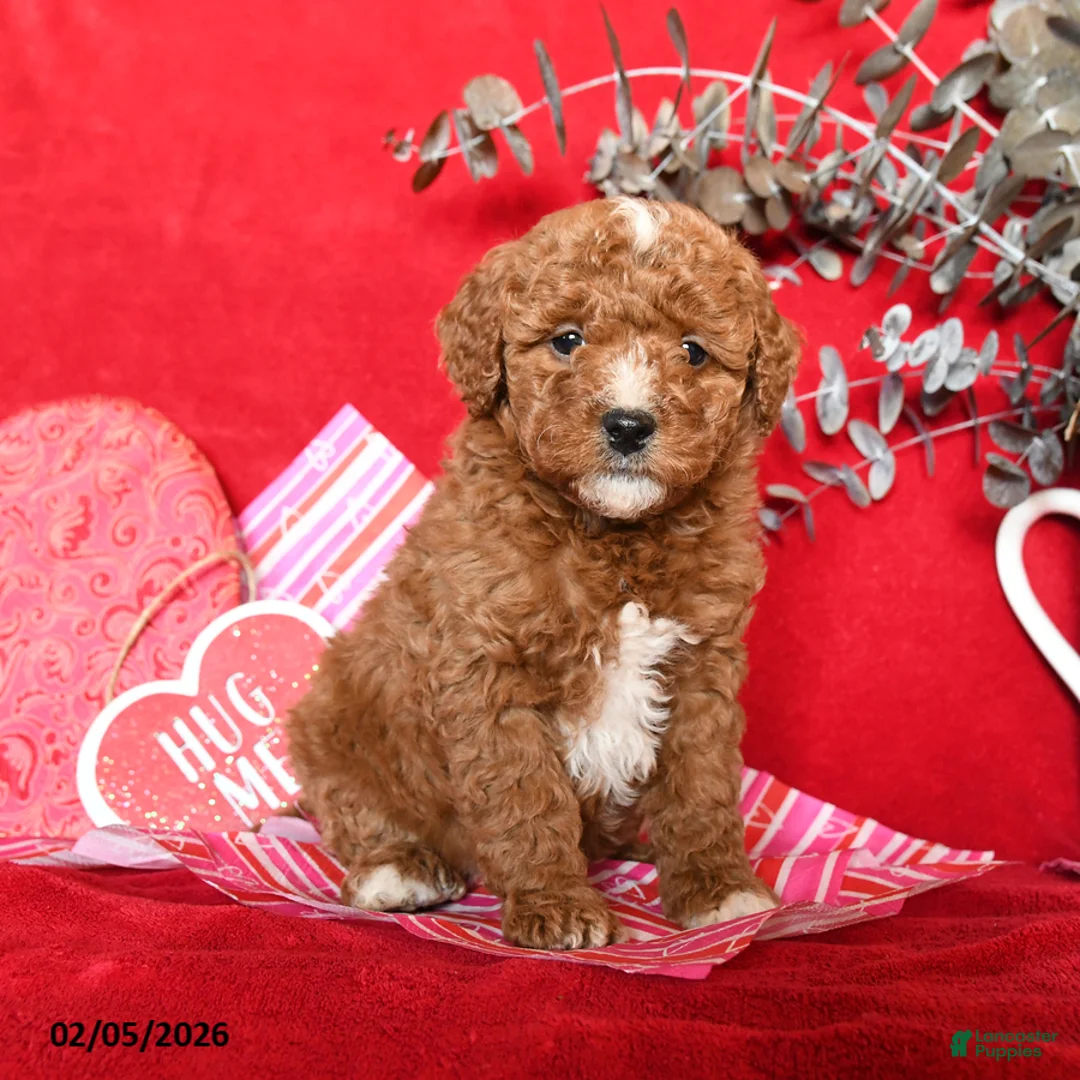 Yorkiepoo dogs for sale: Caylee - Ad 1