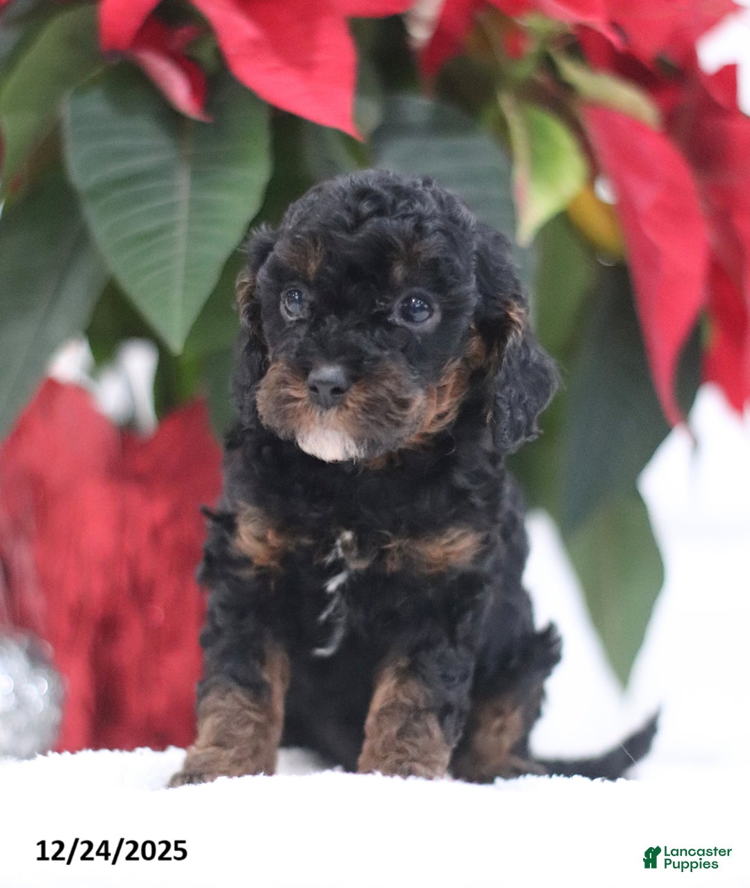Cavapoo dogs for sale: Annie - Ad 5