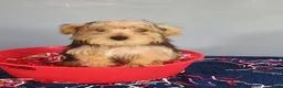 Yorkshire Terrier dogs for sale: Yorkshire Terrier 3 - Ad 2