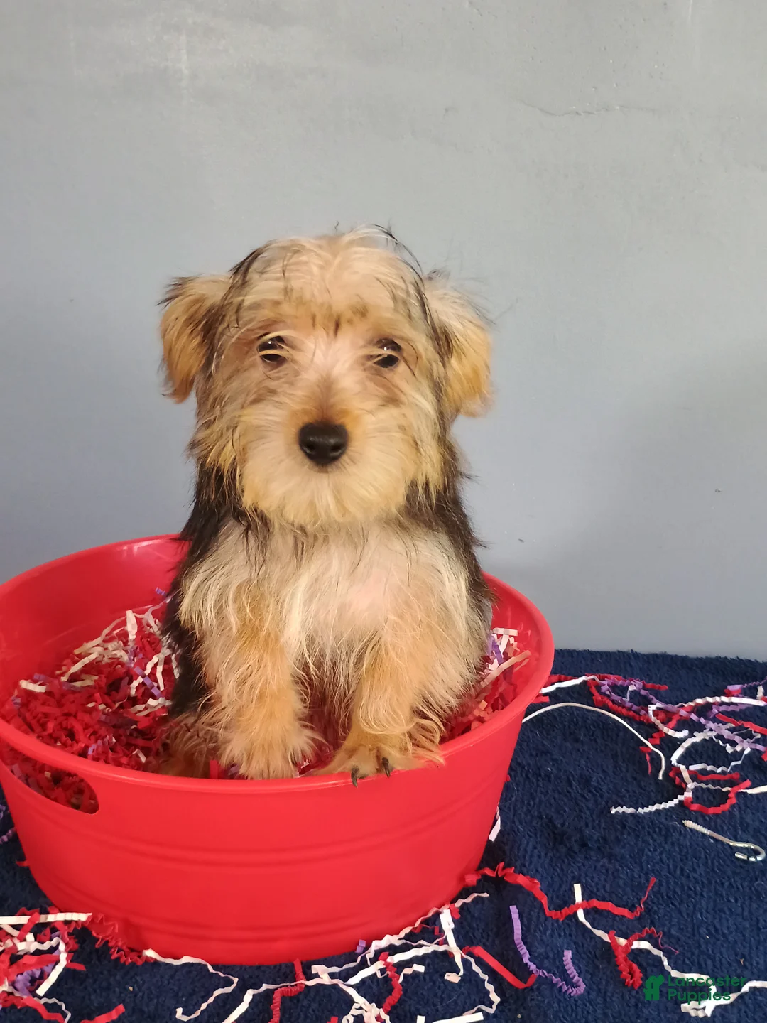 Yorkshire Terrier dogs for sale: Yorkshire Terrier 3 - Ad 2