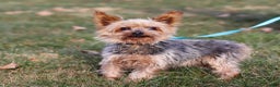 Morkie dogs for sale: Bailey - Ad 11