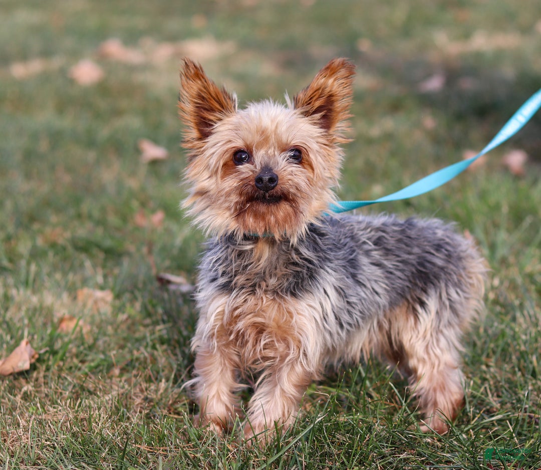 Morkie dogs for sale: Bailey - Ad 11