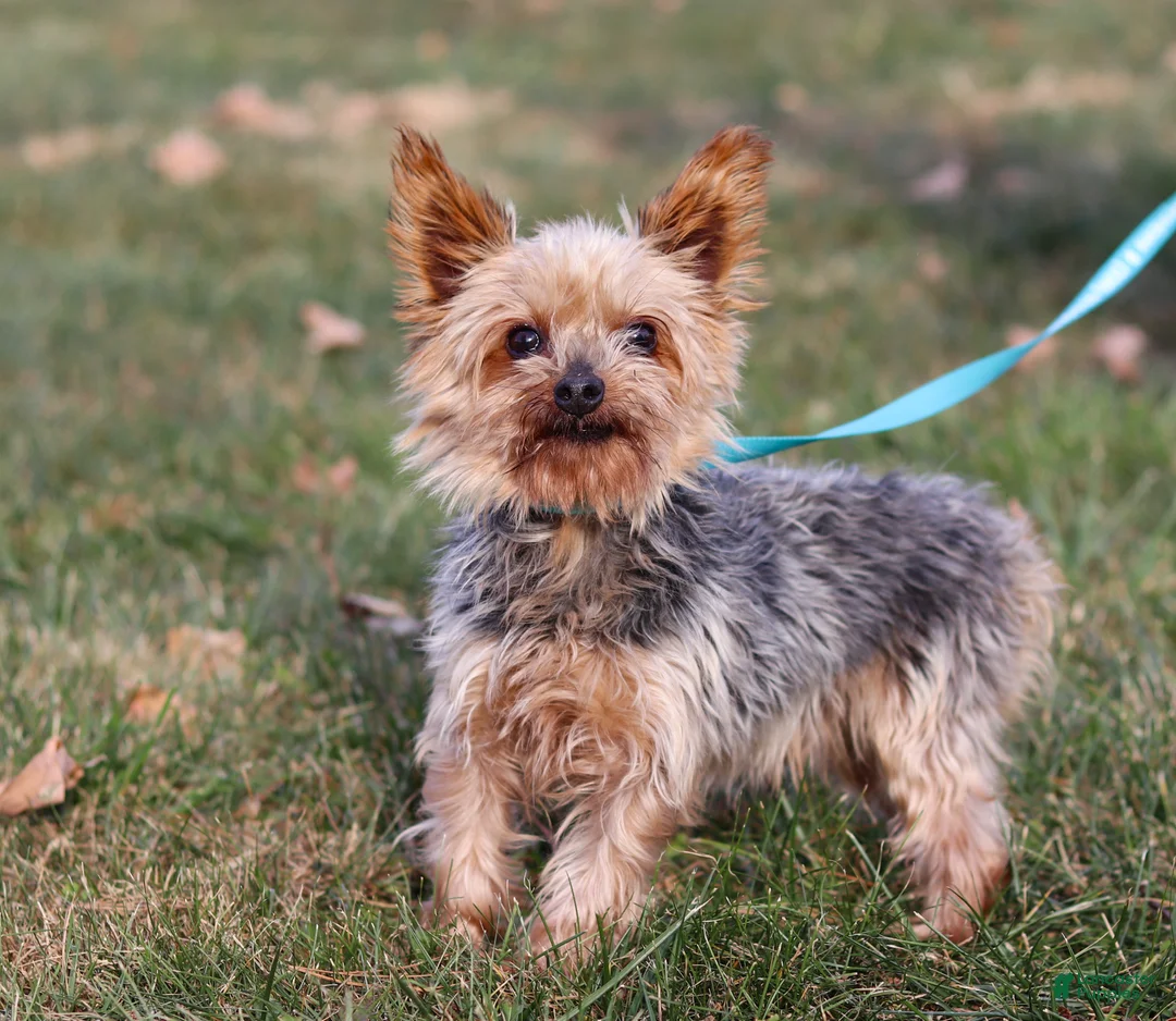 Morkie dogs for sale: Buddy - Ad 8