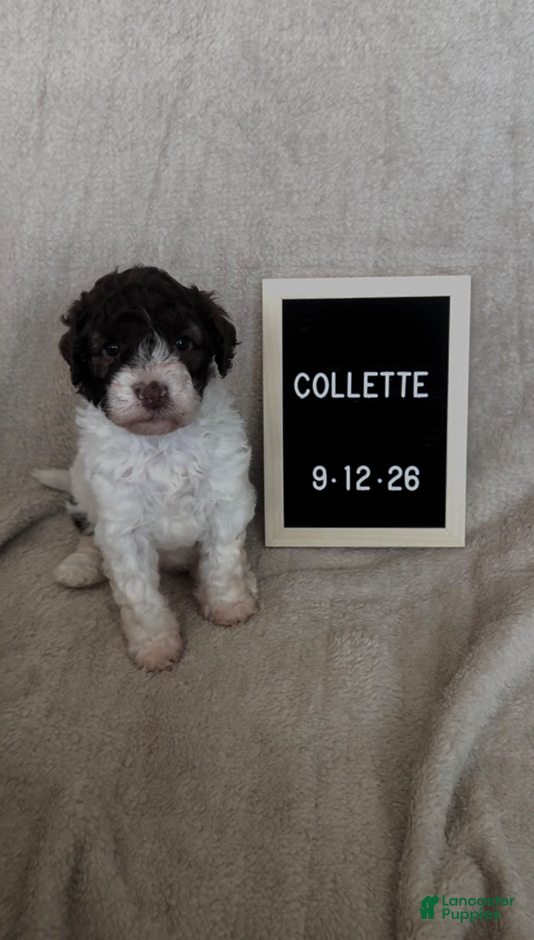 Lagotto Romagnolo dogs for sale: Collette - Ad 1