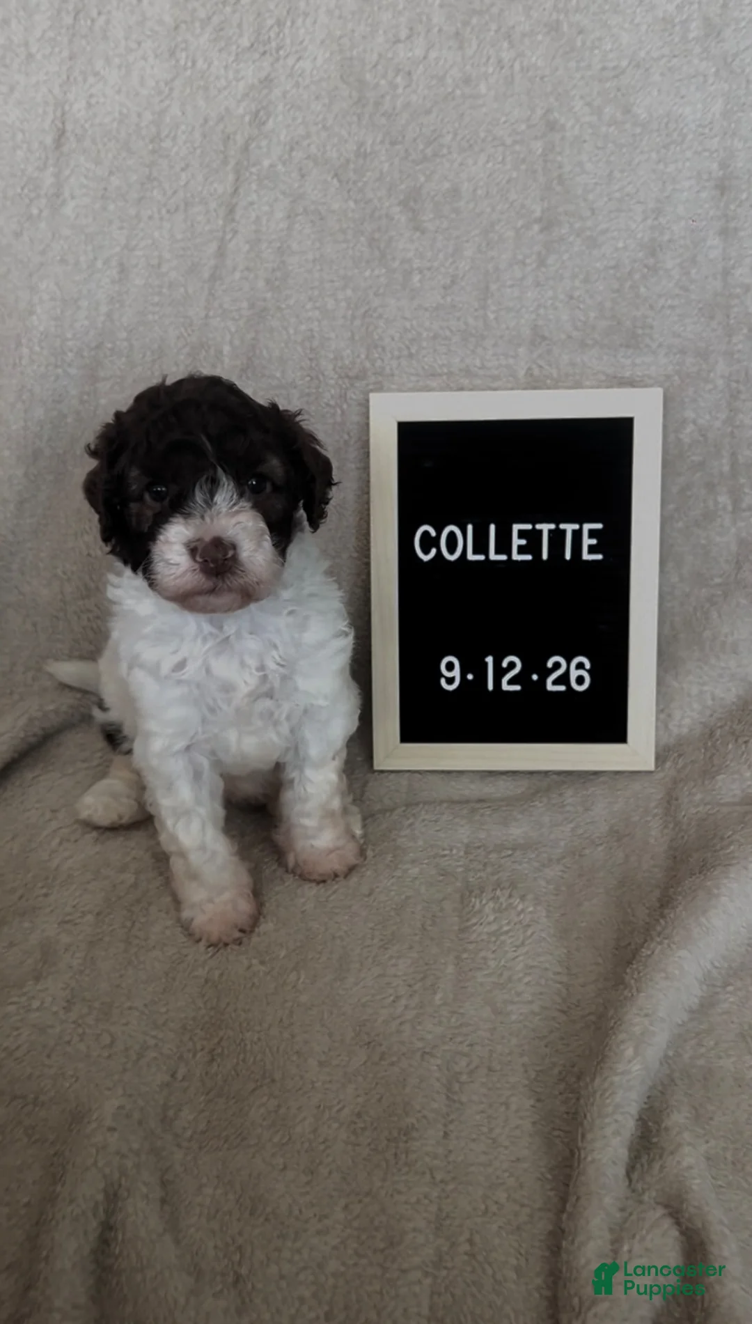 Lagotto Romagnolo dogs for sale: Collette - Ad 1