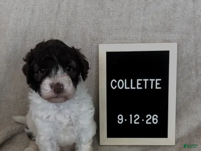 Lagotto Romagnolo dogs for sale: Collette - Ad 1