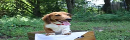 Dachshund dogs for sale: AKC Proven Stud Branch - Ad 2