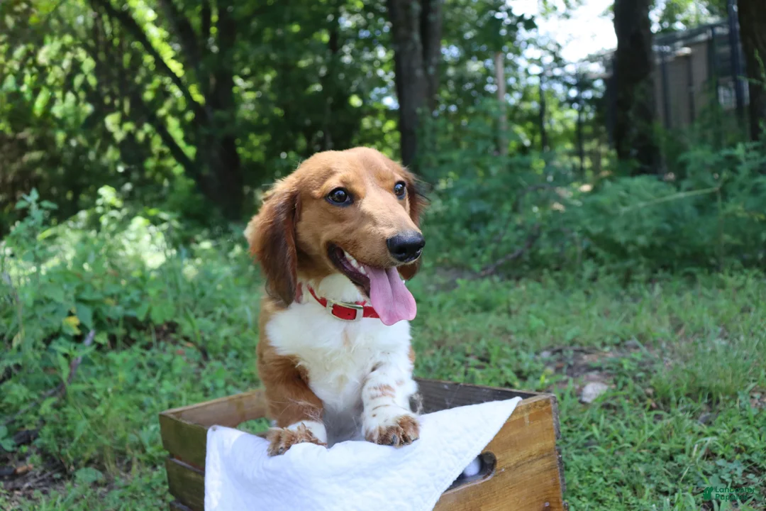 Dachshund dogs for sale: AKC Proven Stud Branch - Ad 2