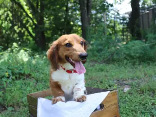 Dachshund dogs AKC Proven Stud Branch - Ad 2