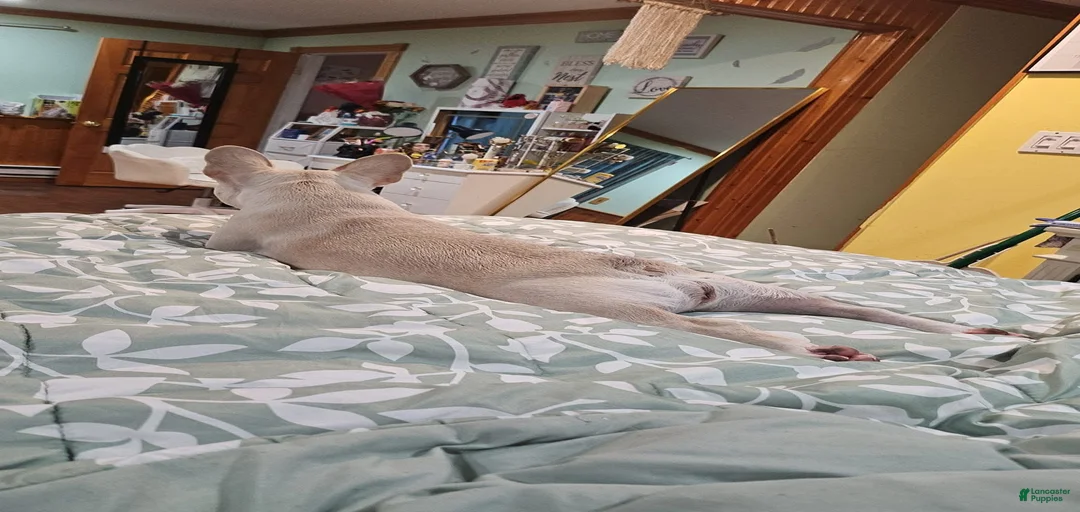 Gallery Image {{count}}