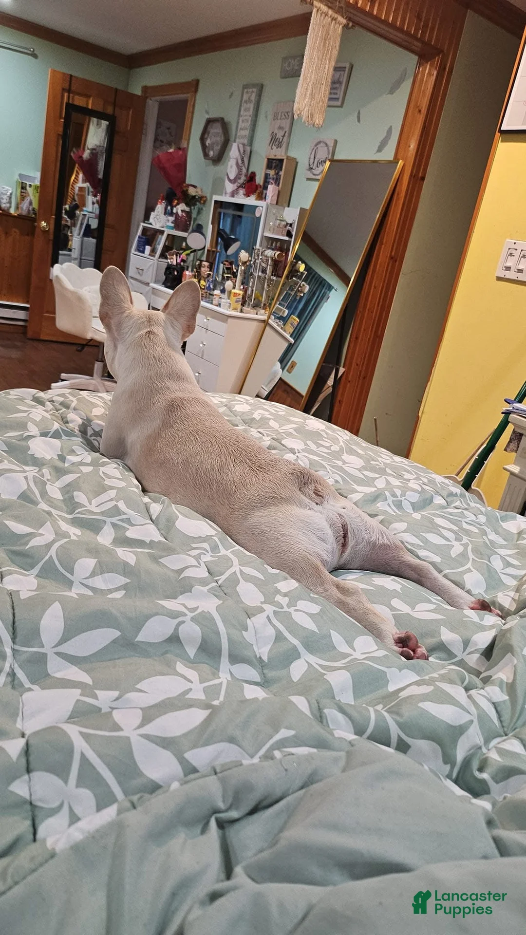 Gallery Image {{count}}