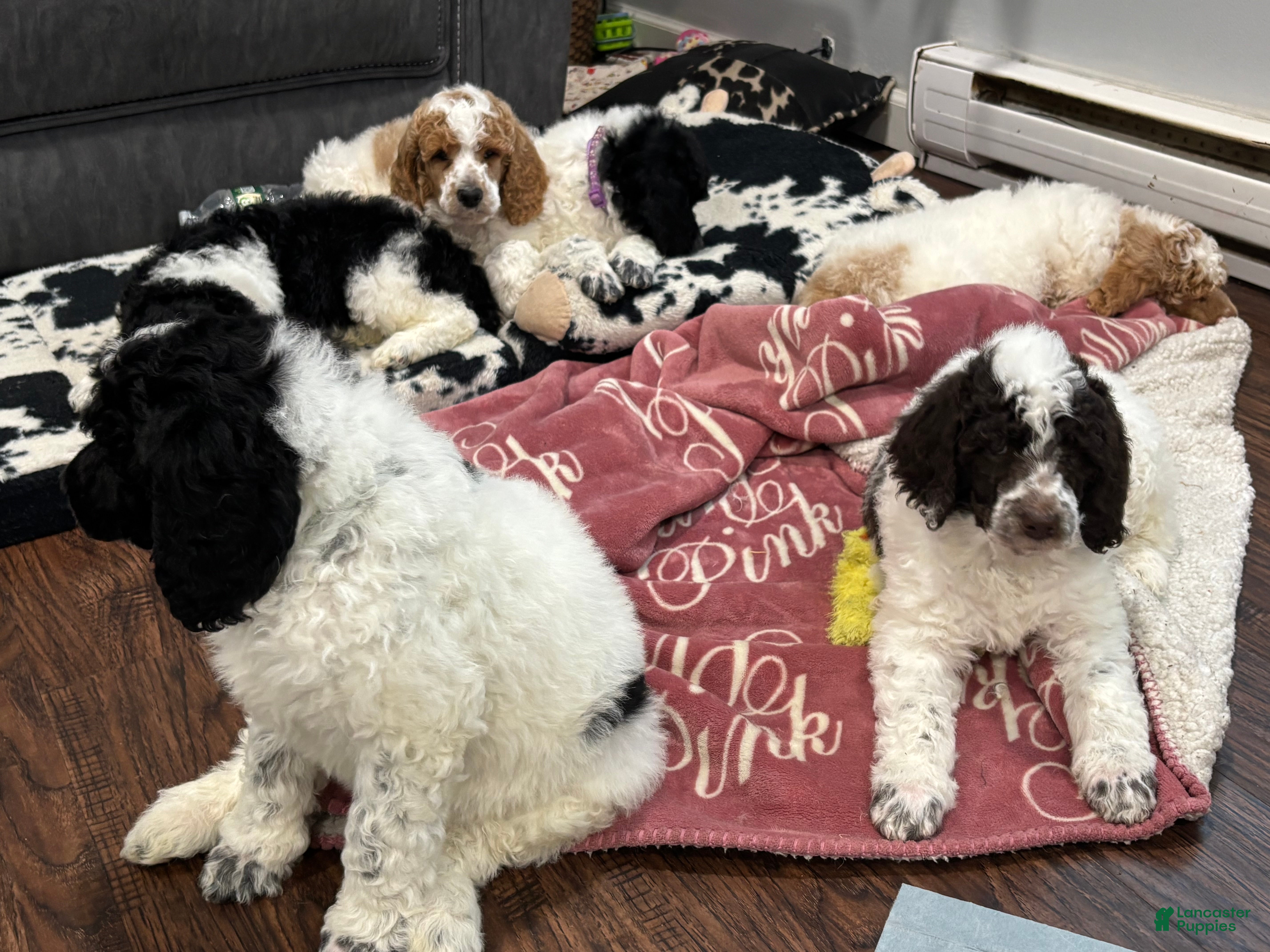 Standard Poodle dogs Bruno - Ad 2