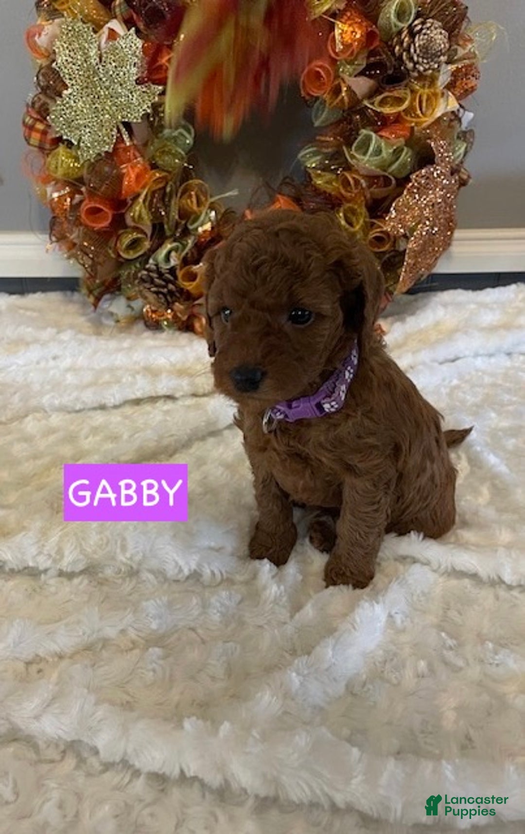 Miniature Labradoodle dogs for sale: Miniature Labradoodle Puppy 1 - Ad 4