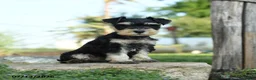 Miniature Schnauzer dogs for sale: Little cutie - Ad 1