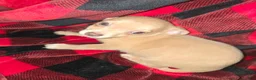 Chihuahua dogs for sale: Cream Boy - Ad 3