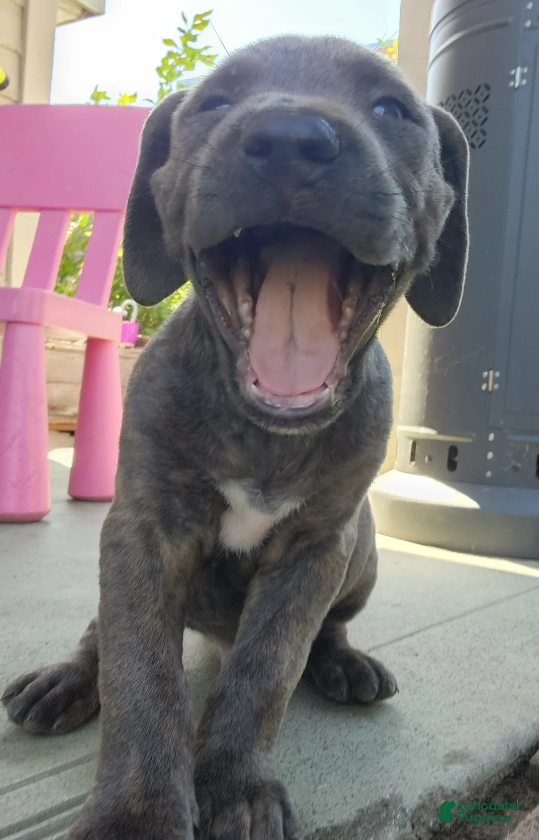 Mixed Breed dogs for sale: Mixed Breed 4 - Ad 2