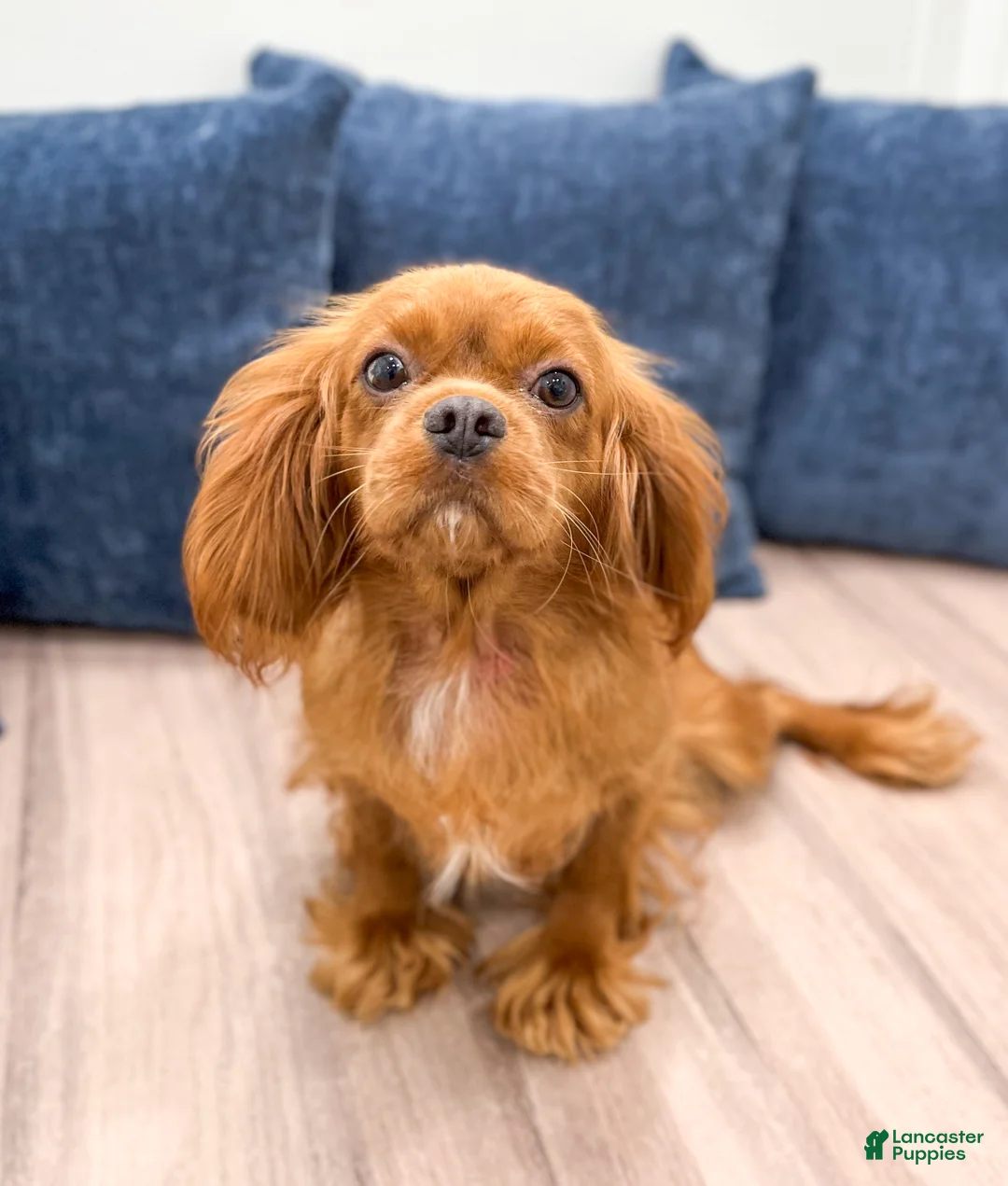 Cavalier King Charles Spaniel dogs for sale: Rocky - Ad 7