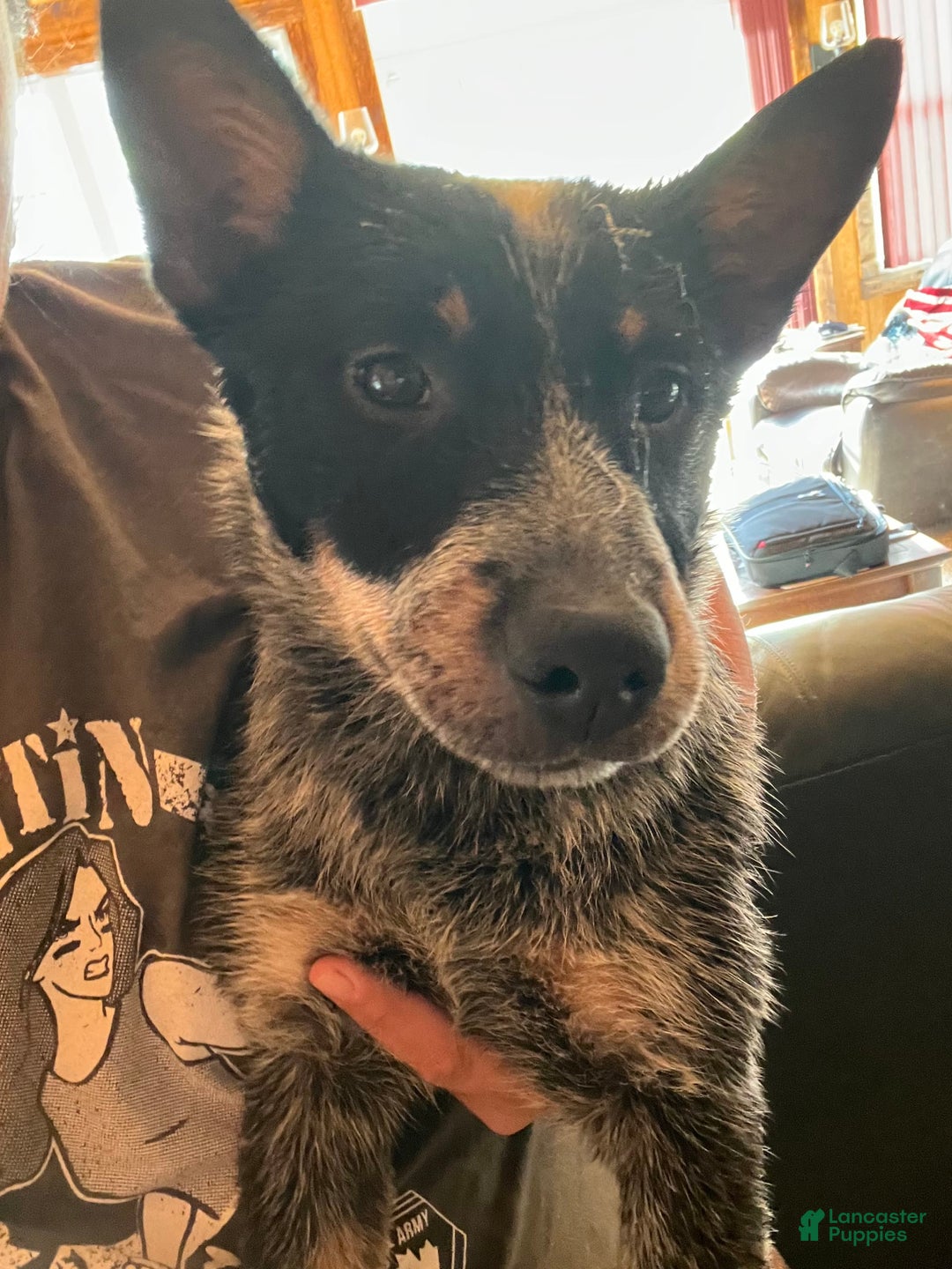 Gallery Image {{count}}