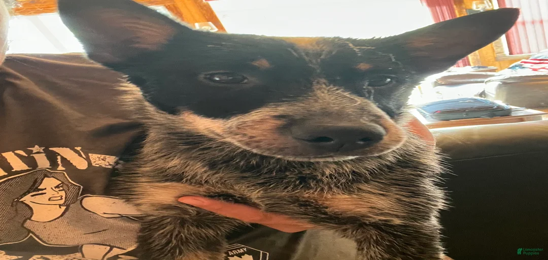 Gallery Image {{count}}