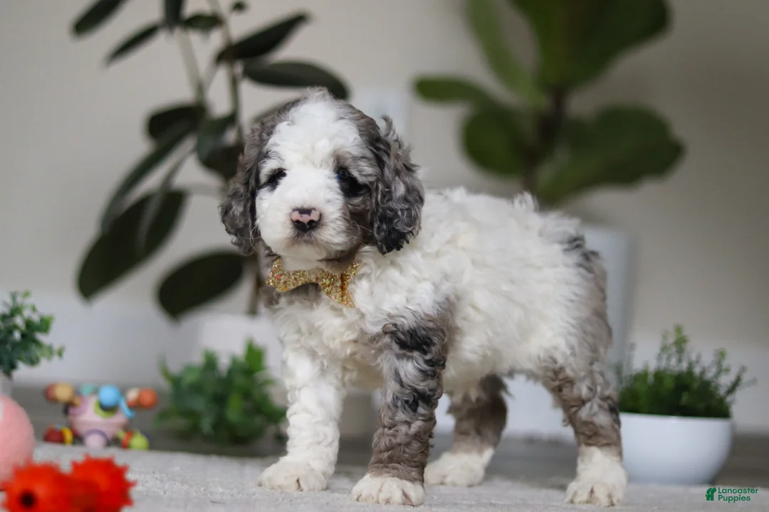 Cockapoo dogs for sale: Blaze - Ad 4