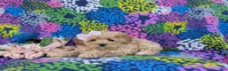 Maltipoo dogs for sale: Tiffany 9 lbs Full Grown - Ad 7