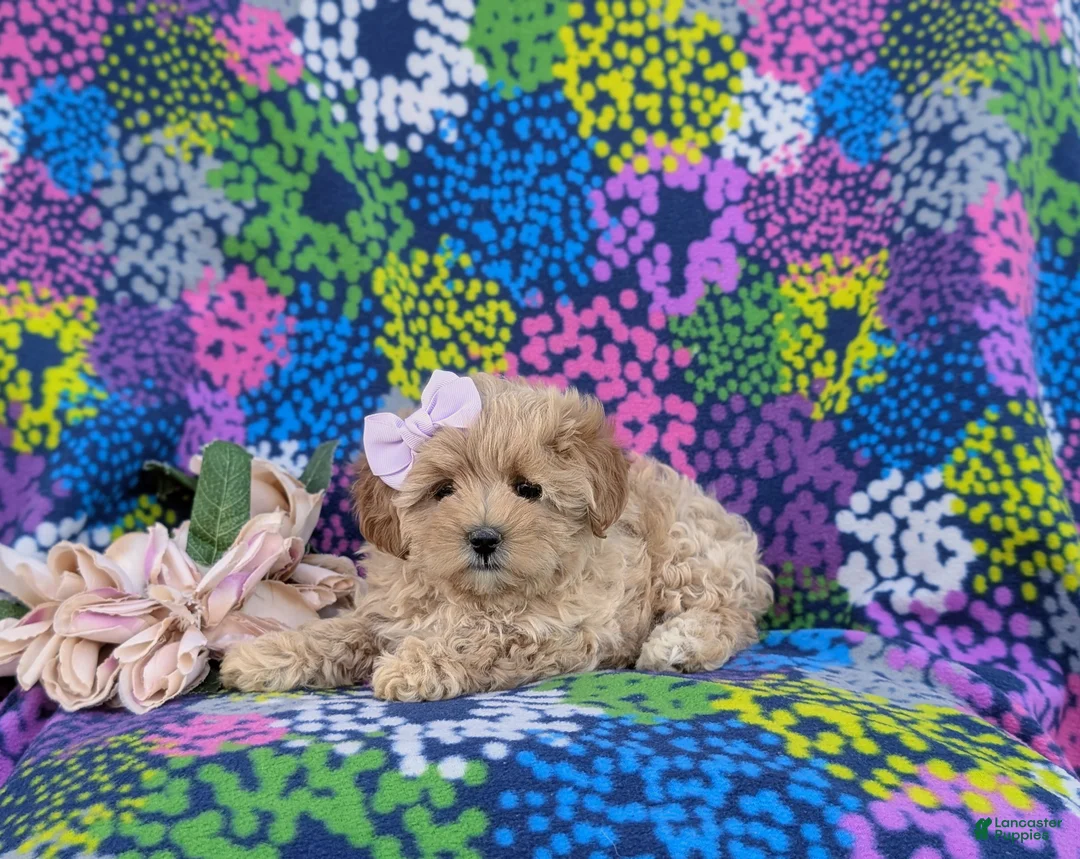 Maltipoo dogs for sale: Tiffany 9 lbs Full Grown - Ad 7