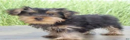 Yorkshire Terrier dogs for sale: Hunter - Ad 3