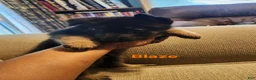 German Shepherd dogs for sale: German Shepherd 2 - Ad 1