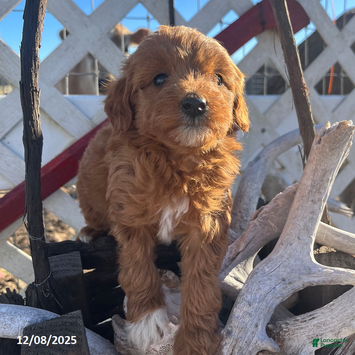 Mini Goldendoodle dogs Peppermint - Ad 17