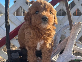 Mini Goldendoodle dogs Peppermint - Ad 26