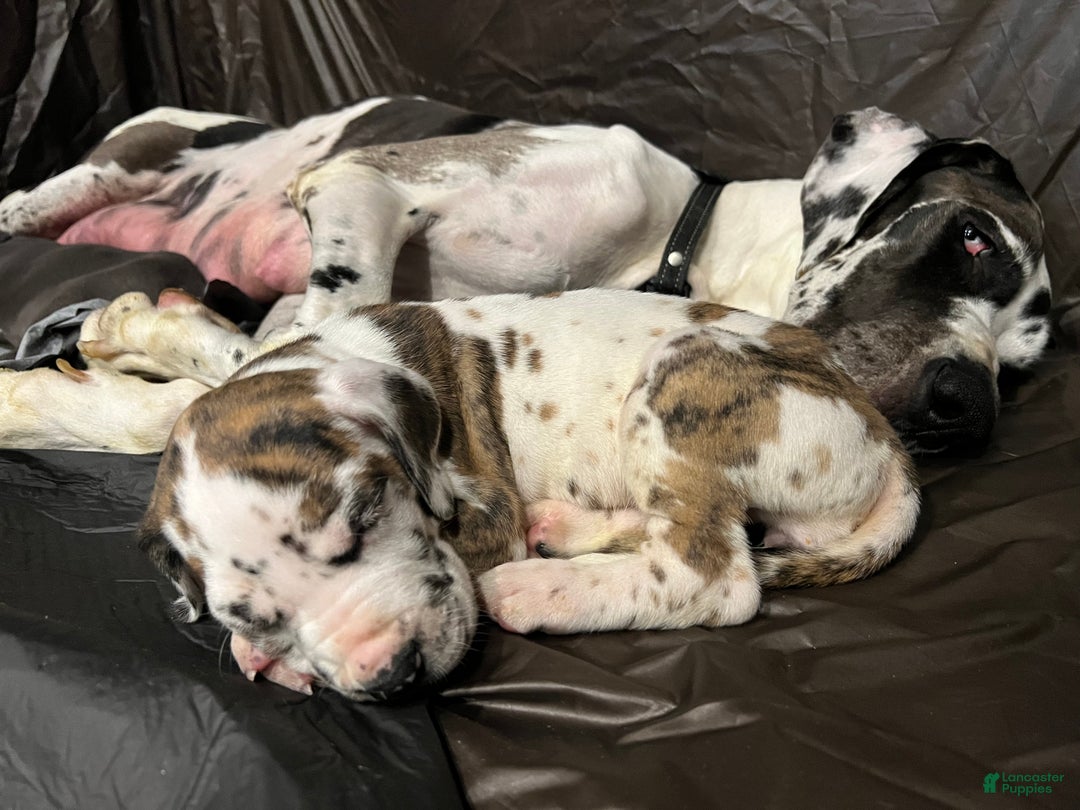 Great Dane dogs for sale: Smarty  - Ad 10