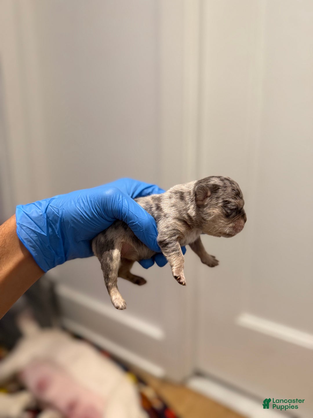 French Bulldog dogs for sale: Aspen - Ad 6