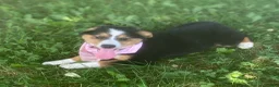 Mixed Breed dogs for sale: ♥️SWEET MOLLIE MAE♥️ - Ad 25