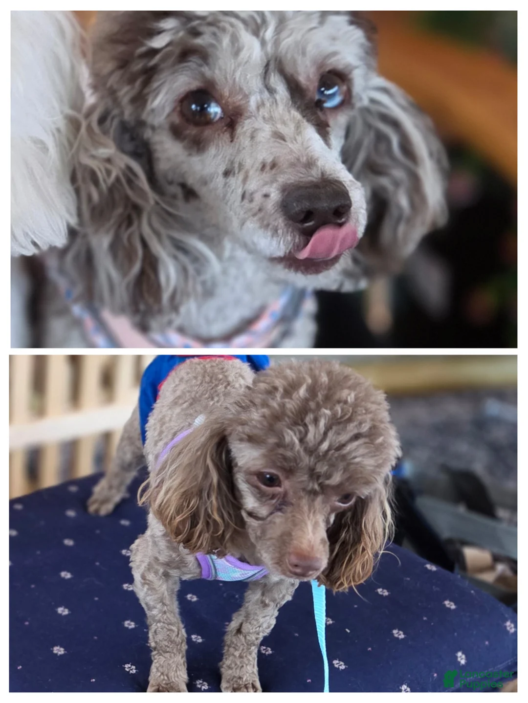 Toy Poodle dogs for sale: Marley little girl - Ad 5