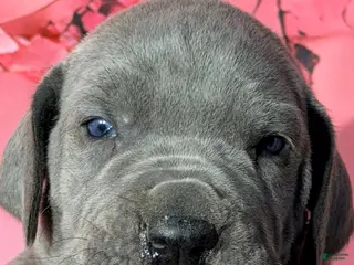 Great Dane dogs Fannie - Blue - Ad 16