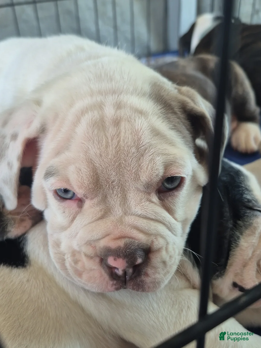 Olde English Bulldogge dogs for sale: Olde English Bulldogge puppy blue white - Ad 2
