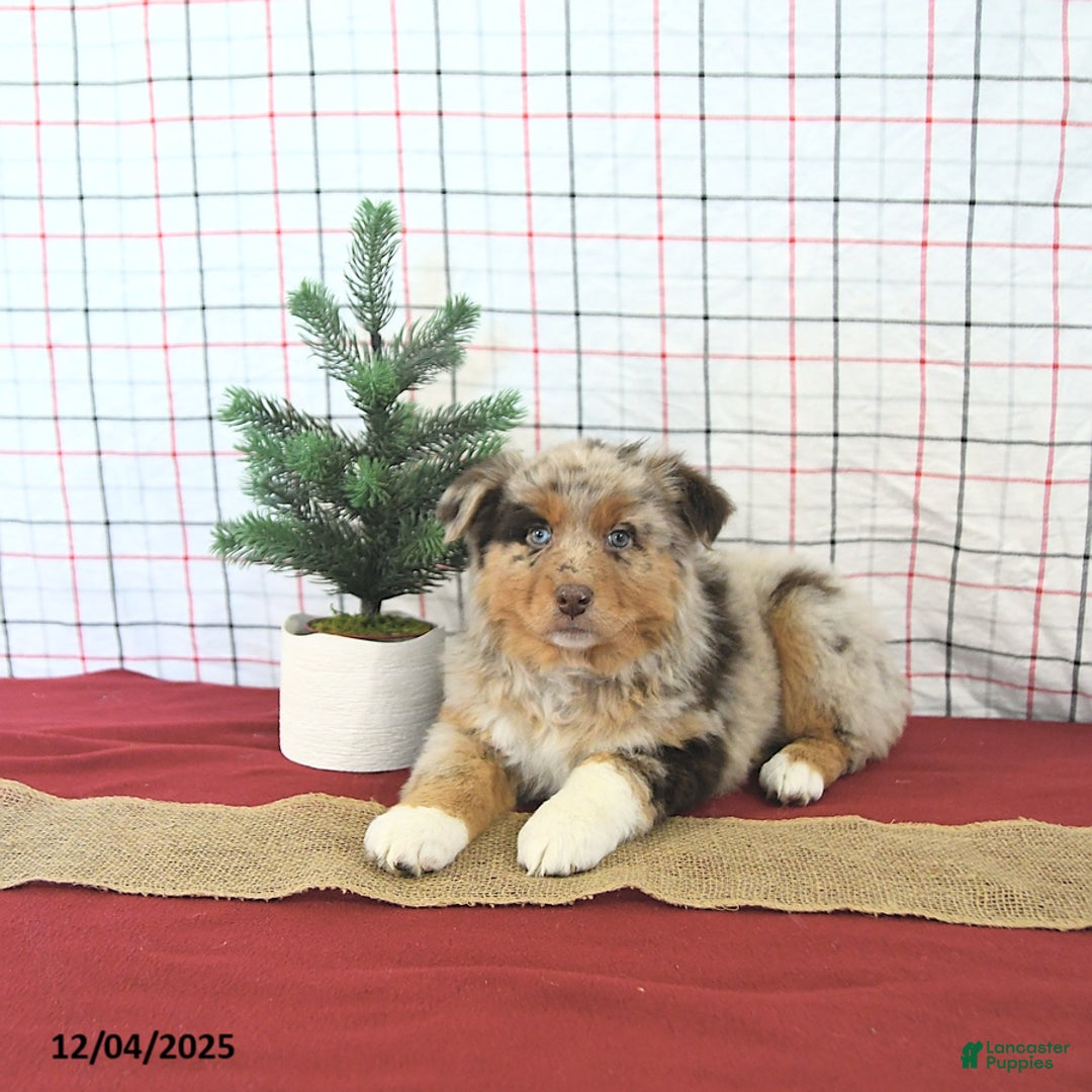 Australian Shepherd dogs for sale: Jingle  - Ad 5