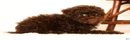 Havapoo dogs for sale: Darla - Ad 5